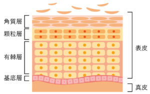 美肌の決め手は肌の生まれ変わり